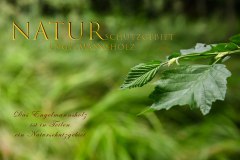 Nr.-1157-Engelmannsholz-Naturshutzgebiet