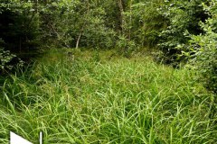 Nr.-1158-Naturschutzgebiet-Engelmannsholz