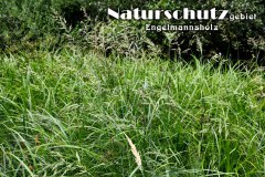 Nr.-1159-Naturschutzgebiet-Engelmannsholz