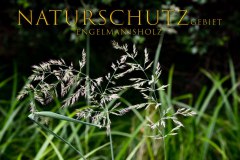 Nr.-1160-Naturschutzgebiet-Engelmannsholz