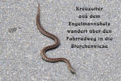 Nr.-1169-Kreuzotter-im-Engelmannsholz