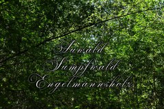 Nr.-1197-Sumpfwald-Engelmannsholz