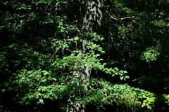 Nr.-1243-Baum-im-Engelmannsholz