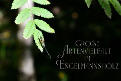 Nr.-1248-Artenvielfalt-im-Engelmannsholz