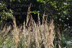 Nr.-1263-Engelmannsholz-im-Herbst