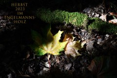 Nr.-1310-Herbst-im-Engelmannsholz