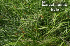Nr.-1312-Engelmannsholz