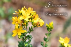 Nr.-1316-Johanniskraut-im-Engelmannsholz