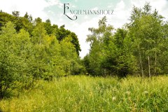 Nr.-1317-Engelmannsholz