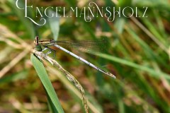 Nr.-1318-Engelmannsholz-Libelle