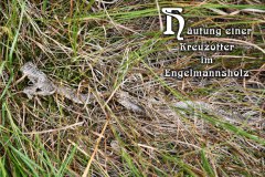 Nr.-1319-Haeutung-einer-Kreuzotter-im-Engelmannsholz
