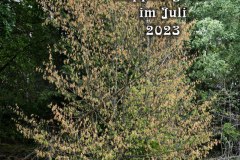 Nr.-1320-Wassermangel-Engelmannsholz