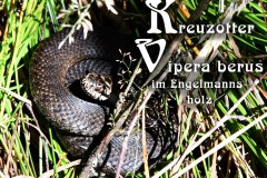 Nr.-1321-Kreuzotter-im-Engelmannsholz