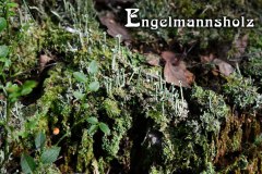 Nr.-1322-Flechten-im-Engelmannsholz