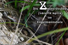 Nr.-1323-Zauneidechse-im-Engelmannsholz