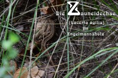 Nr.-1324-Zauneidechse-im-Engelmannsholz