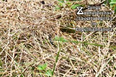 Nr.-1325-Junge-Zauneidechse-im-Engelmannsholz