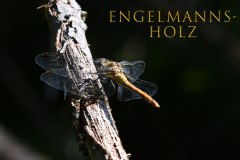 Nr.-1326-Libelle-im-Engelmannsholz