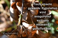 Nr.-1328-Ausrottung-der-Heuschrecken-Engelmannsholz