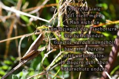 Nr.-1331-Rote-Liste-unbrauchbar