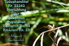 Nr.-1334-Ausrottung-Heuschrecken-Engelmannsholz