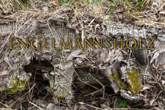 Nr.-1386-Baumstamm-im-Engelmannsholz