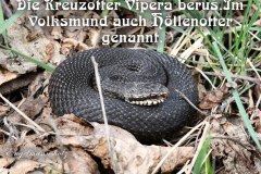 Nr.-1388-Die-Hoellenotter-im-Engelmannsholz