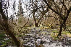 Nr.-139-Wasserzulauf-Engelmannsteich