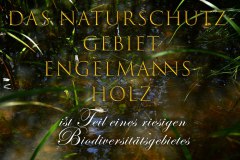 Nr.-1395-Naturschutzgebiet-Engelmannsholz