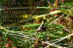 Nr.-1408-Geschuetzte-Insekten-Engelmannsholz