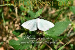 Nr.-1418-Ein-sehr-seltener-schmetterling