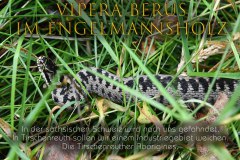 Nr.-1419-Vipera-berus-im-Engelmannsholz