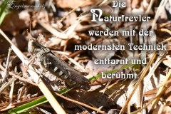 Nr.-1420-Geplanter-Naturfrevel-im-Engelmannsholz