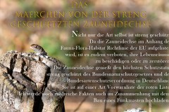 Nr.-1421-die-streng-geschuetzte-Zauneidechse