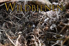 Nr.-1428-Wildbienen-im-Engelmannsholz