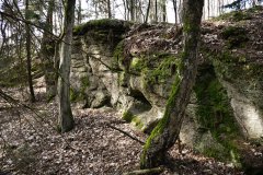 Nr.-143-Gelsen-im-Engelmannsholz