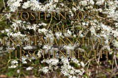 Nr.-1443-Ostern-2025-im-Engelmannsholz