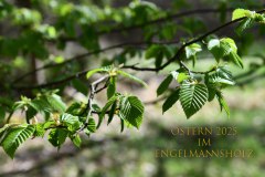 Nr.-1445-Ostern-im-Engelmannsholz-Blattaustriebe