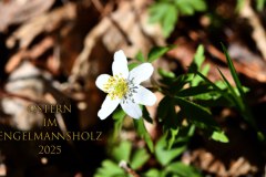 Nr.-1447-Buschwindroeschen-im-Engelmannsholz