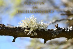 Nr.-1449-Flachten-im-Engelmannsholz-2025