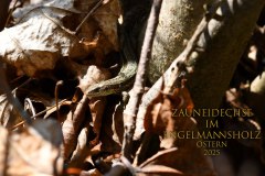 Nr.-1450-Zauneidechse-Engelmannsholz-2025