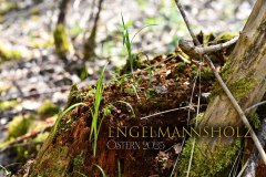 Nr.-1451-Ostern-Engelmannsholz-2025
