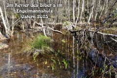 Nr.-1453-Im-Revier-des-Bibers-Engelmannsholz