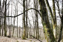 Nr.-146-Engelmannsholz