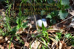 Nr.-1478-Weinbergschnecke-Engelmannsholz