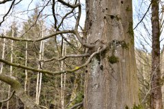 Nr.-148-Engelmannsholz