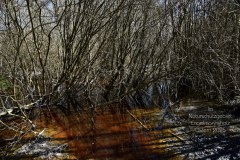 Nr.-1483-Naturschutzgebiet-Engelmannsholz