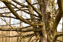 Nr.-149-Engelmannsholz