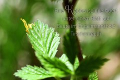 Nr.-1491-Krabbenspinne-im-Engelmannsholz