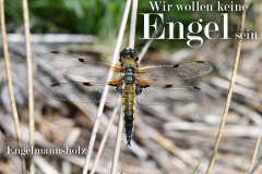 Nr.-152-Das-neue-Moor-Libelle
